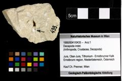 Foto (Objekt + Etiketten) von Decapoda indet. 